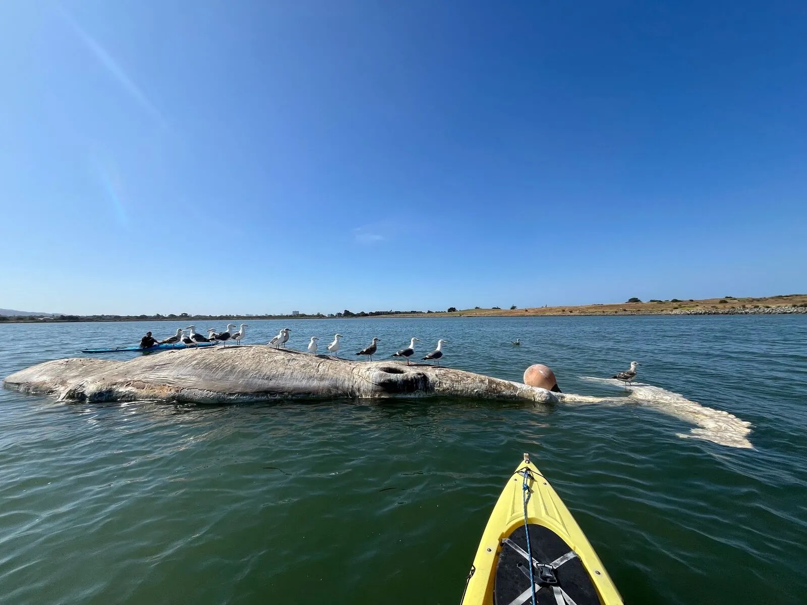 Whale deaths in San Francisco Bay spur legal threat
