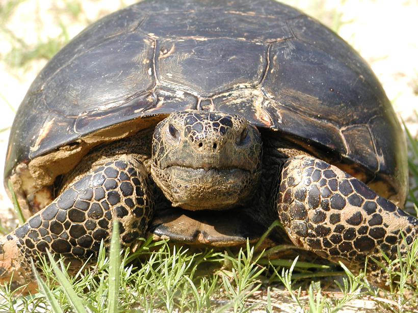 The gopher tortoise, currently endangered because of habitat loss, digs burrows that provide homes to more than 300 other types of animals.