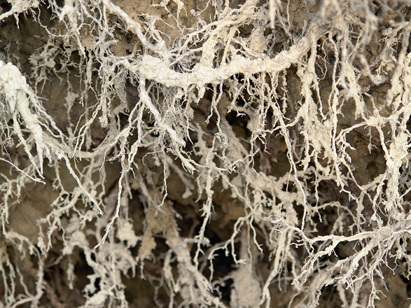 A new database will help researchers to better model complex fine root ecosystems.