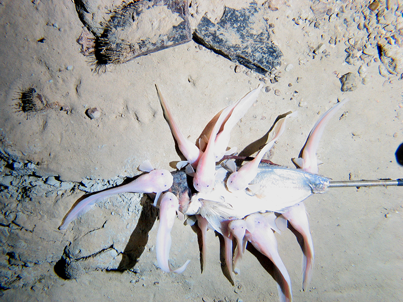 A group of snailfish, animals that live in deep-sea ecosystems, feeding on a dead fish