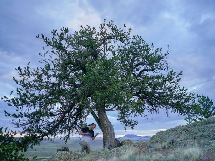 Max Torbenson coring a pine tree