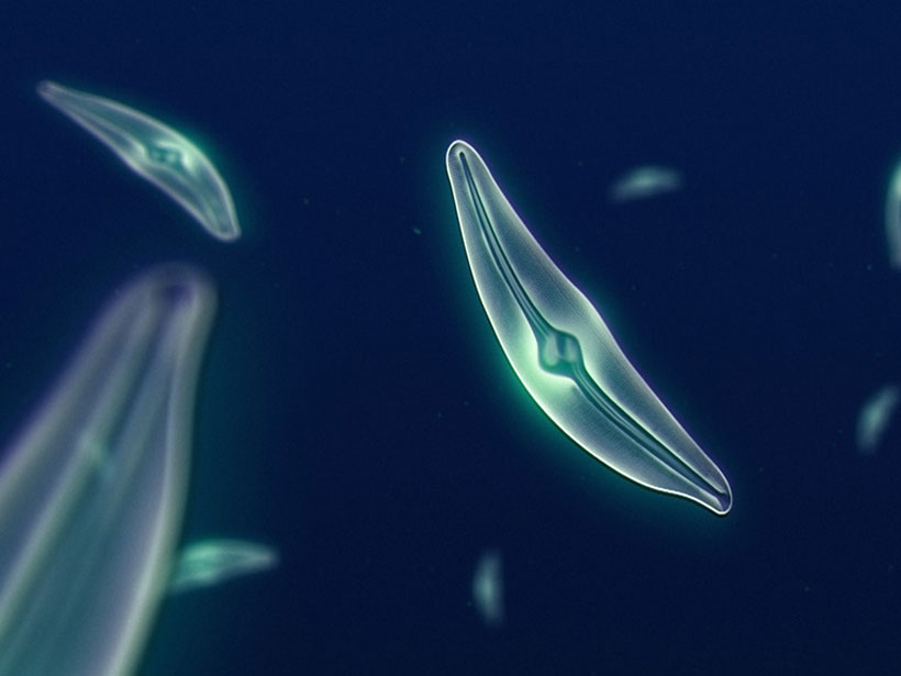 Diatoms evolved to substitute cadmium for zinc.