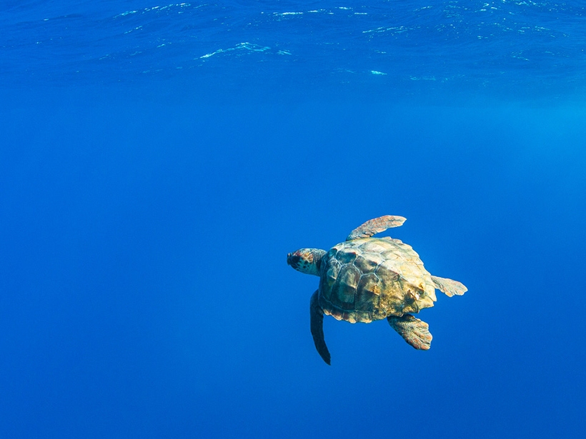 Loggerhead sea turtle swimming