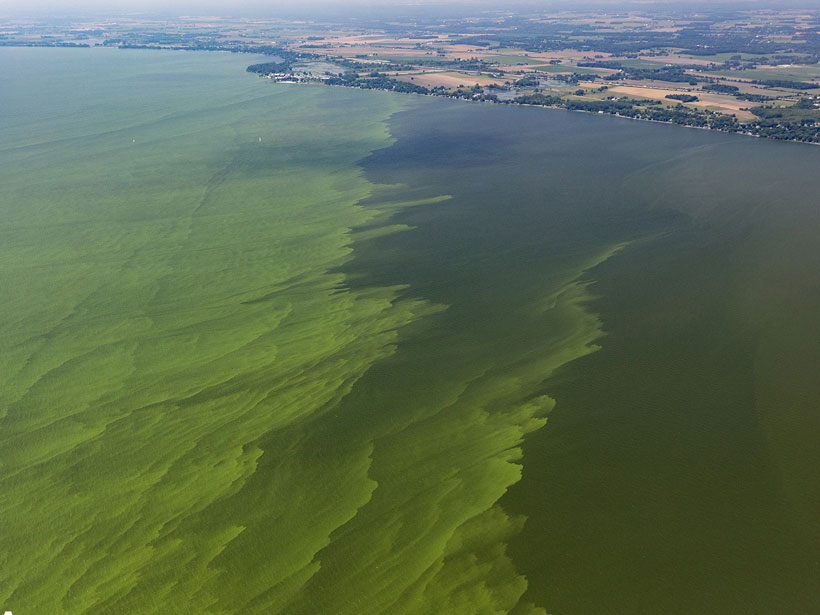 An aerial view of green algae mats near the western shore of Lake Erie