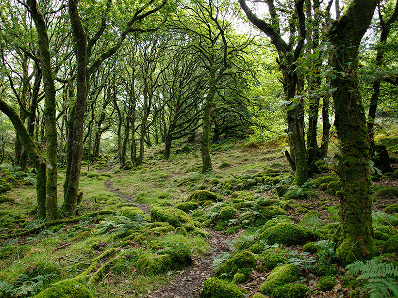 Green mossy forest
