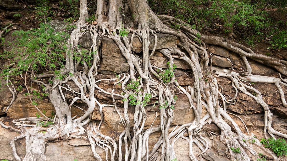 Tree roots growing through rocks
