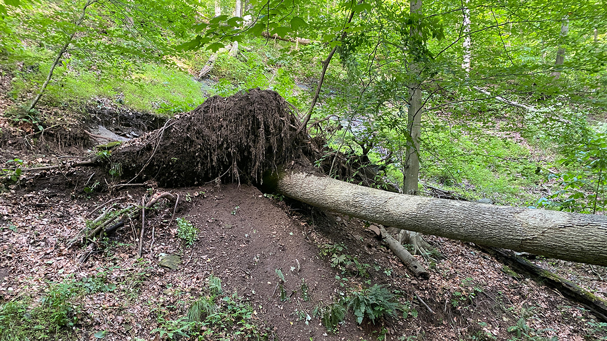 An uprooted tree after an extreme weather event