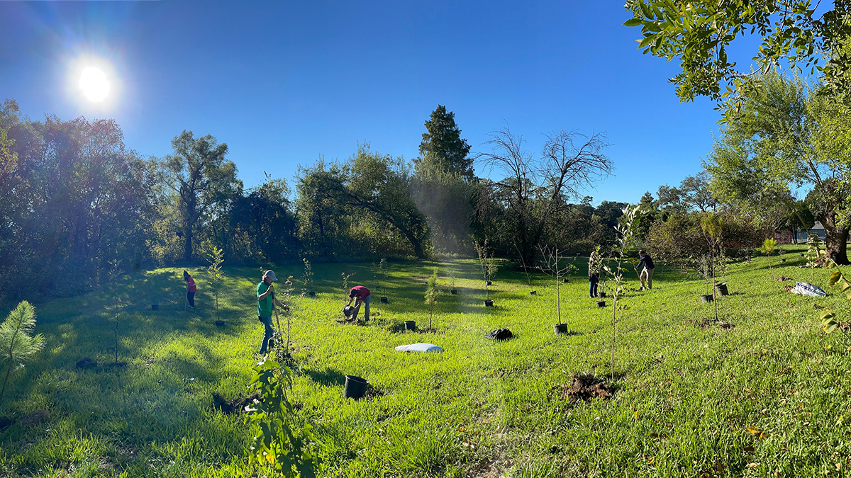 Five people planting young trees in Houston field