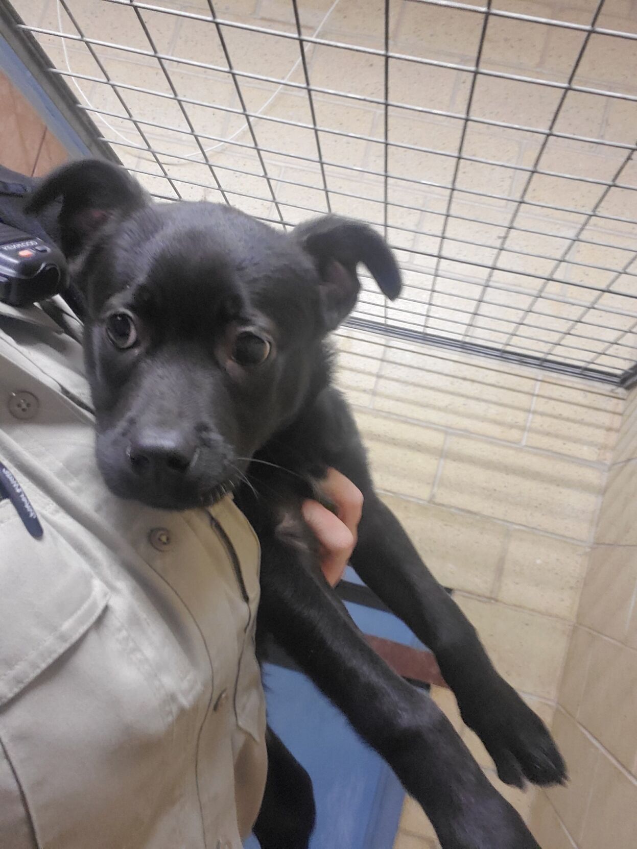 Richland County Dog Shelter - bdbrbb2