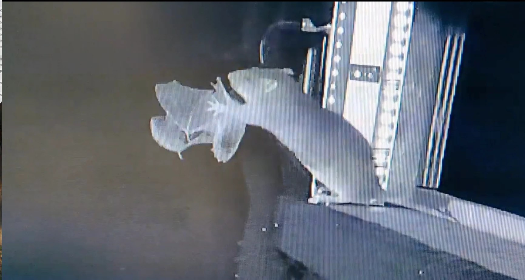 A video shows a rat attacking a bat.