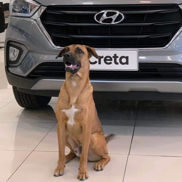 perrito viral agencia de autos