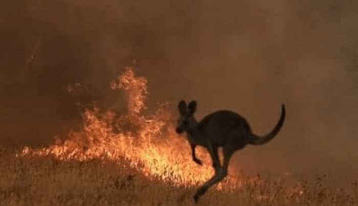Aussie-Fires