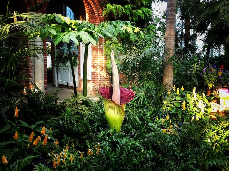 Rare corpse flower on view at Phipps