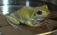 Read more about the article Checking in on the Slow Boiling Bullfrogs (Market Sentiment)
