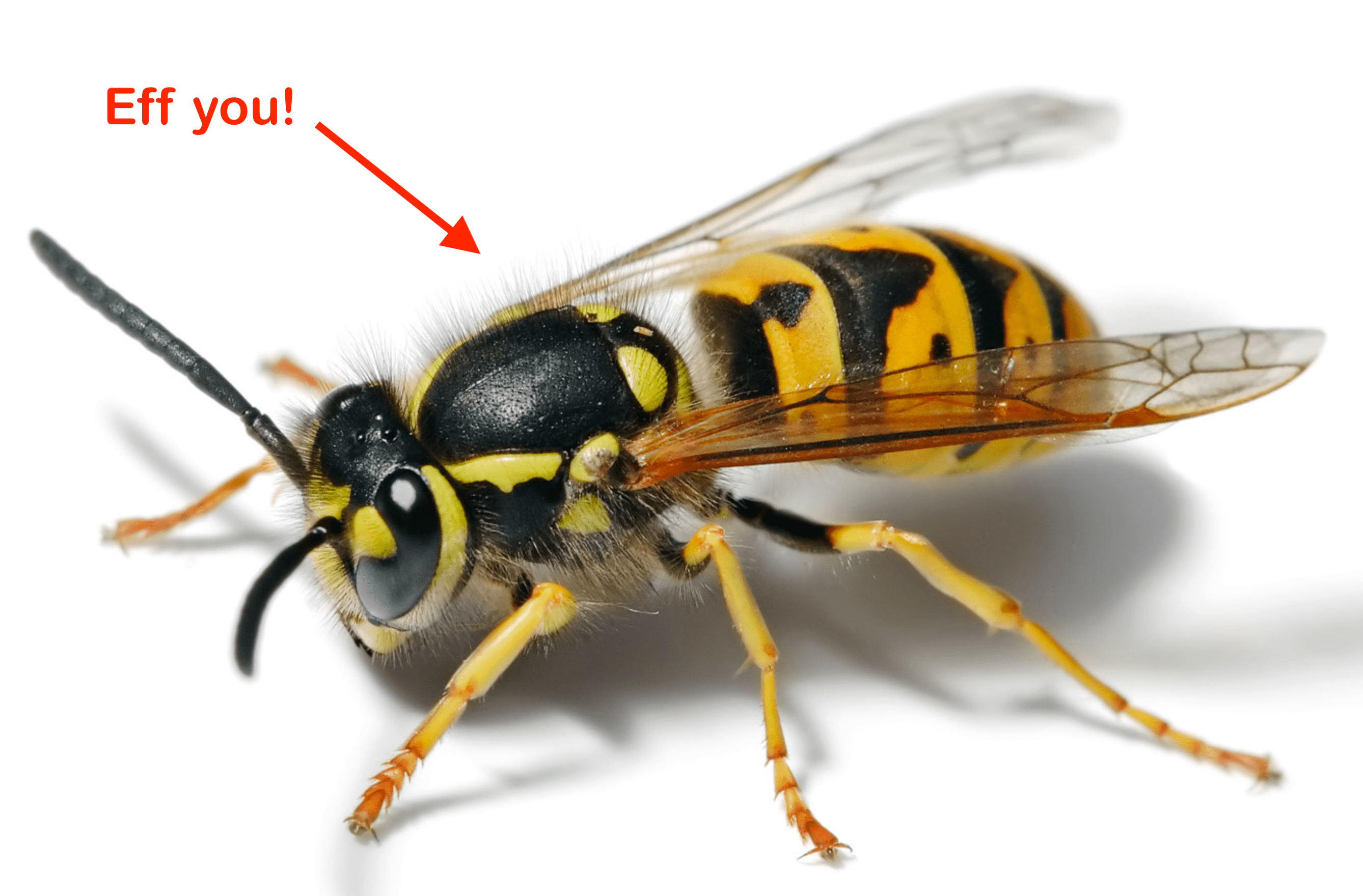 Read more about the article Gary 1, Yellow Jackets 0