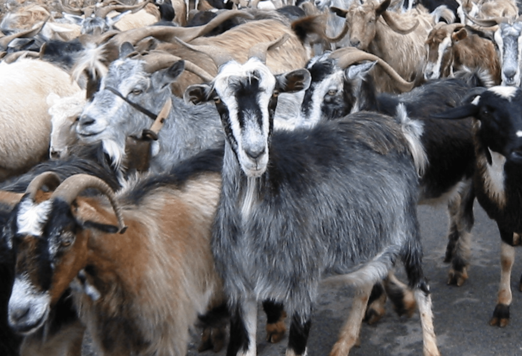 Read more about the article Herd, Not Herd