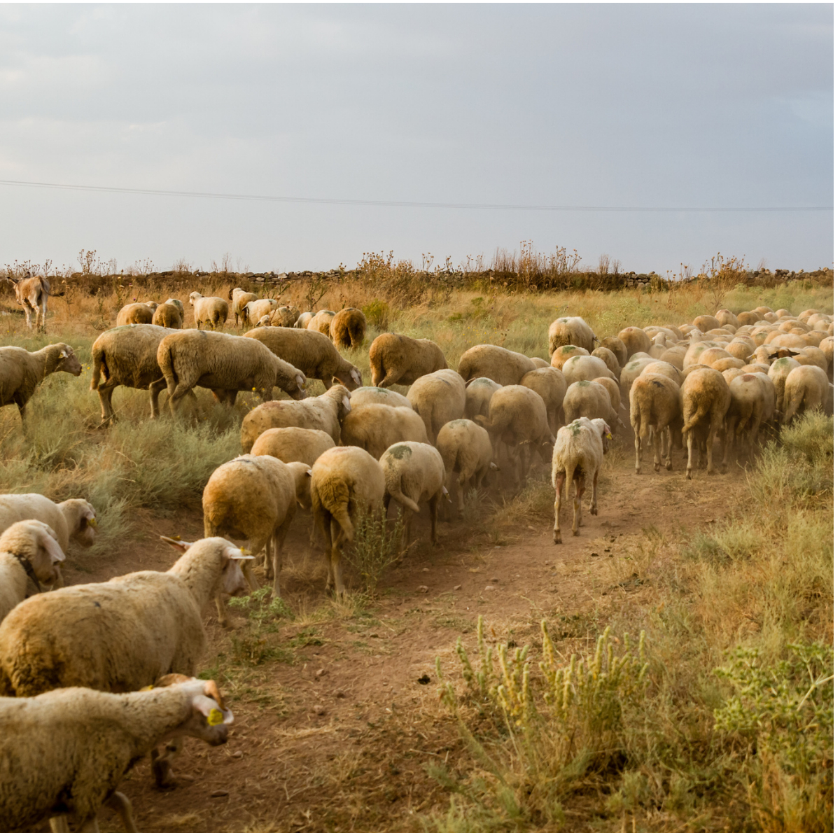 Herds in gold stocks