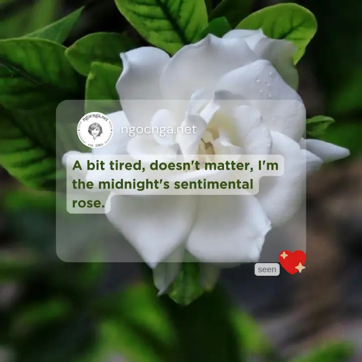 A bit tired, doesn't matter, I'm the midnight's sentimental rose
