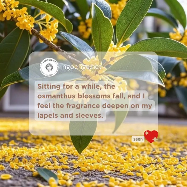 Sitting for a while, the osmanthus blossoms fall