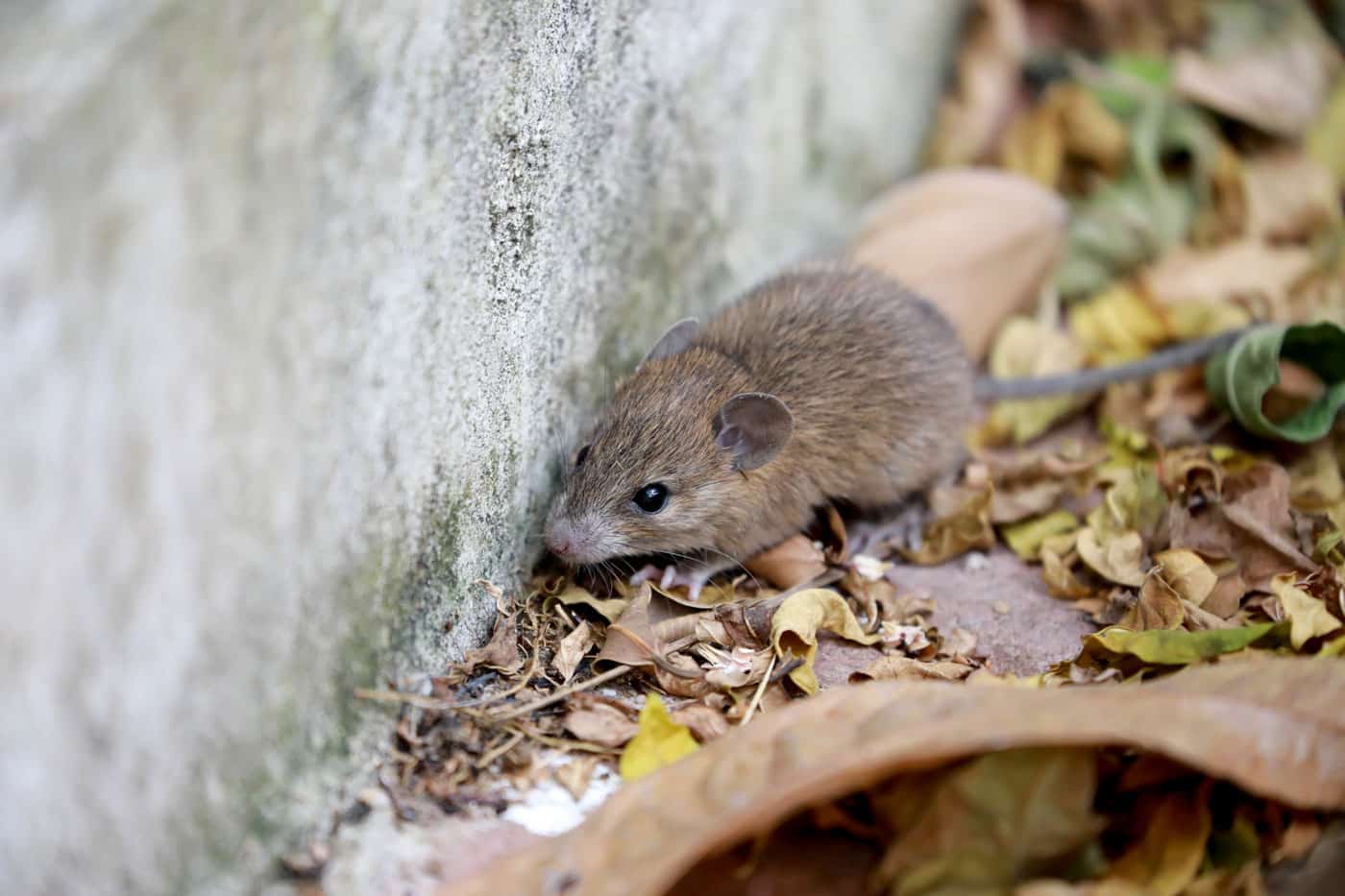 Small brown rodent foraging near a concrete wall and fallen leaves