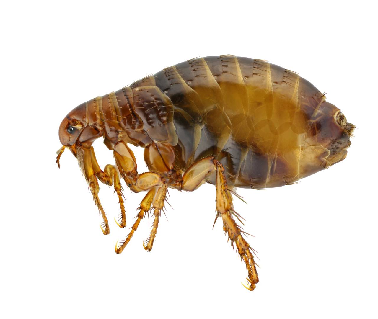 Brown flea shown in profile view against a white background