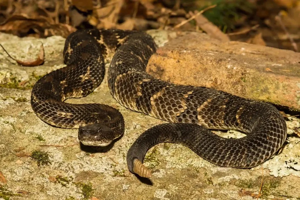 Dark rattlesnake coiled on lichen-covered rock with its rattle showing, a classic look of timber rattlesnakes
