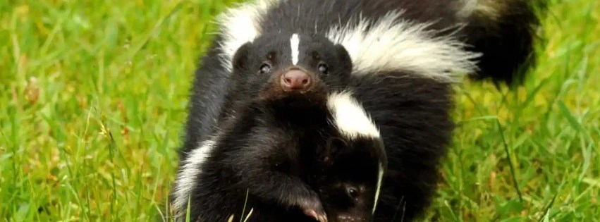 A skunk with distinctive black and white striped fur walking through green grass