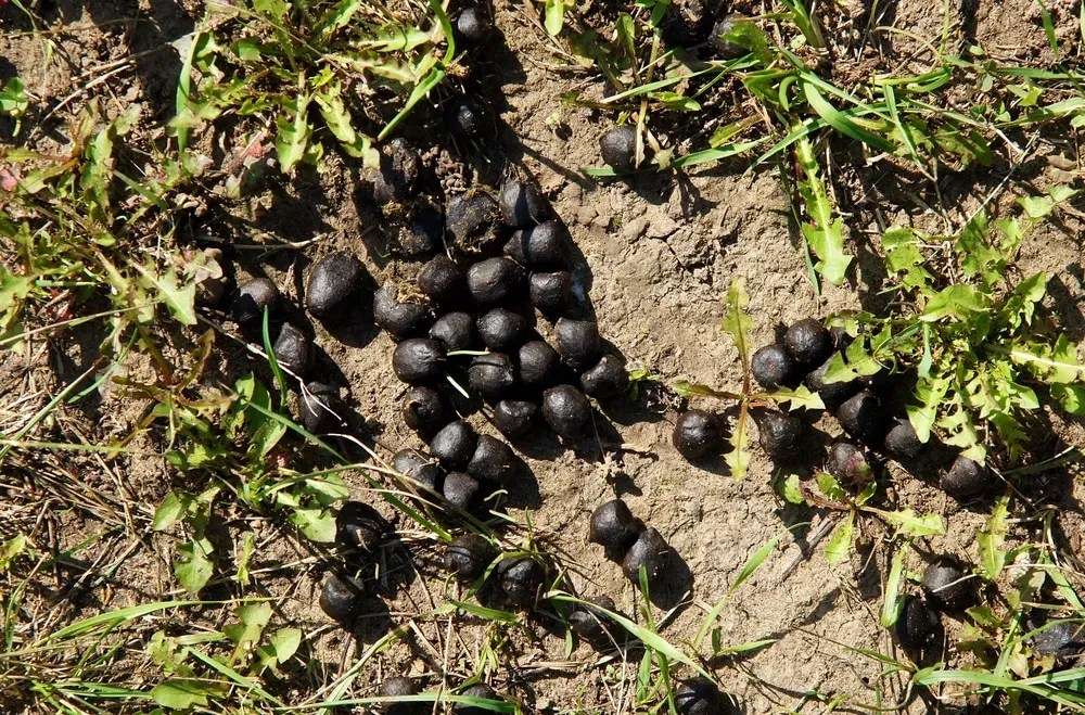 Dark round droppings scattered on bare soil and grass, a starting point for animal poop identification in a yard