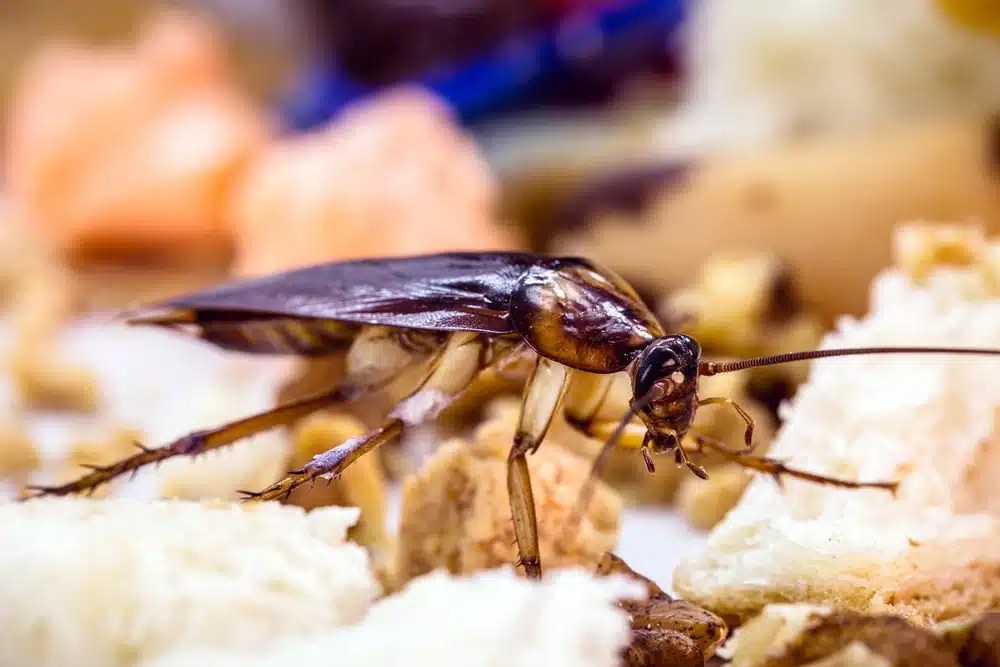 A dark brown cockroach with long antennae standing on light-colored food crumbs and debris
