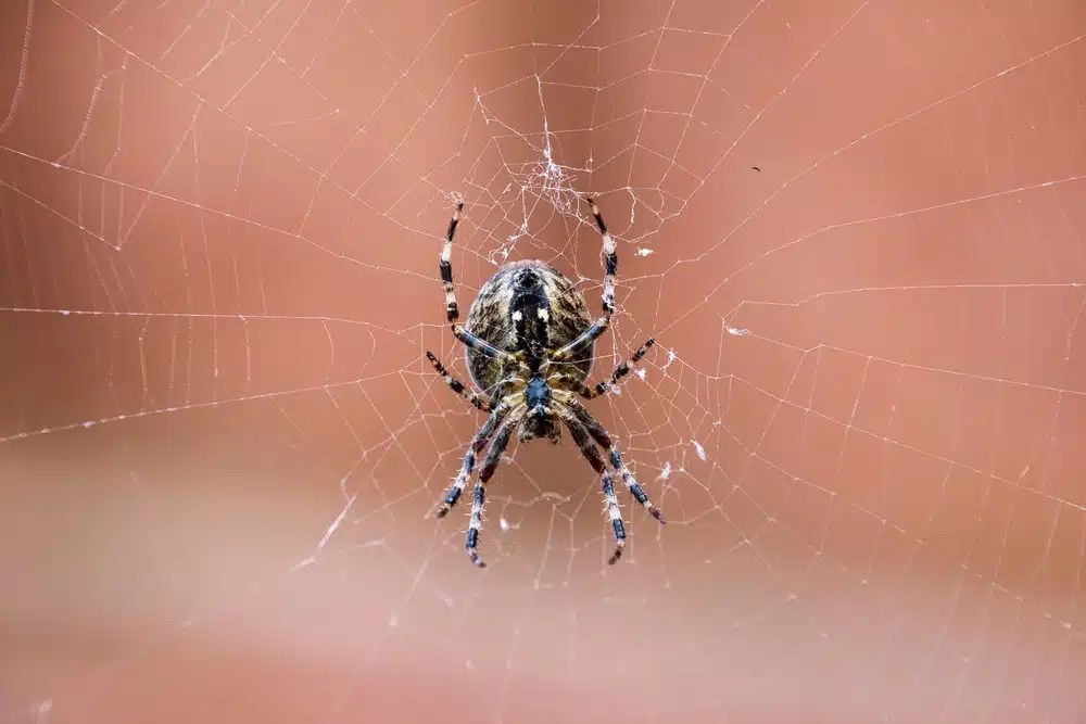 Banded garden spider centered on its web against a blurred reddish-brown background