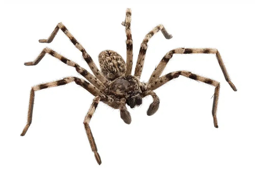 Large brown tarantula spider with eight long legs spread wide against a white background