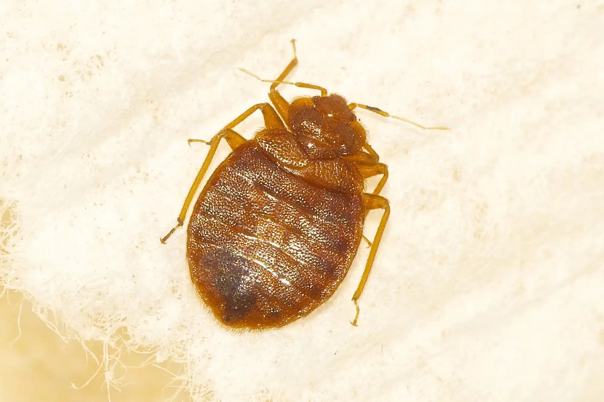 Brown bed bug with tan legs on a light beige surface