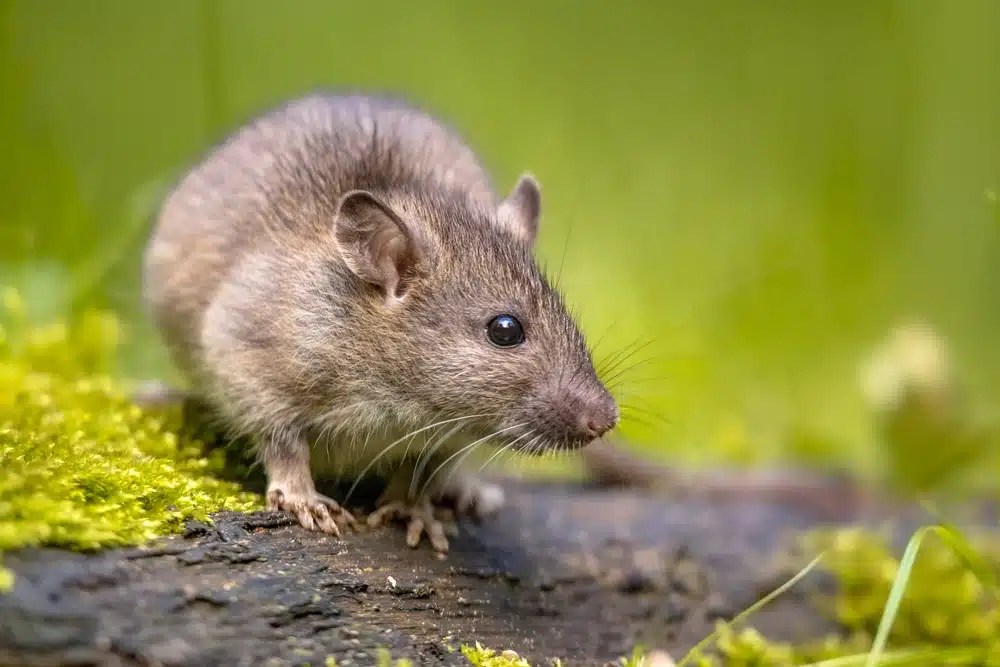 Small gray rodent with fluffy tail standing on a mossy log against a blurred green background