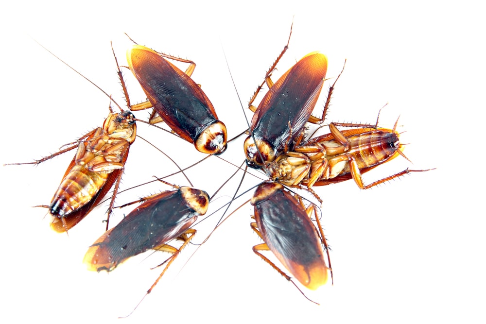 Six cockroaches of varying sizes arranged in a circular pattern against a white background