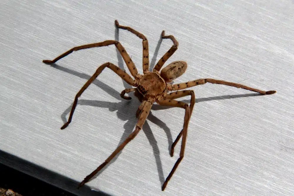 Brown spider with long legs on a white surface casting shadows.