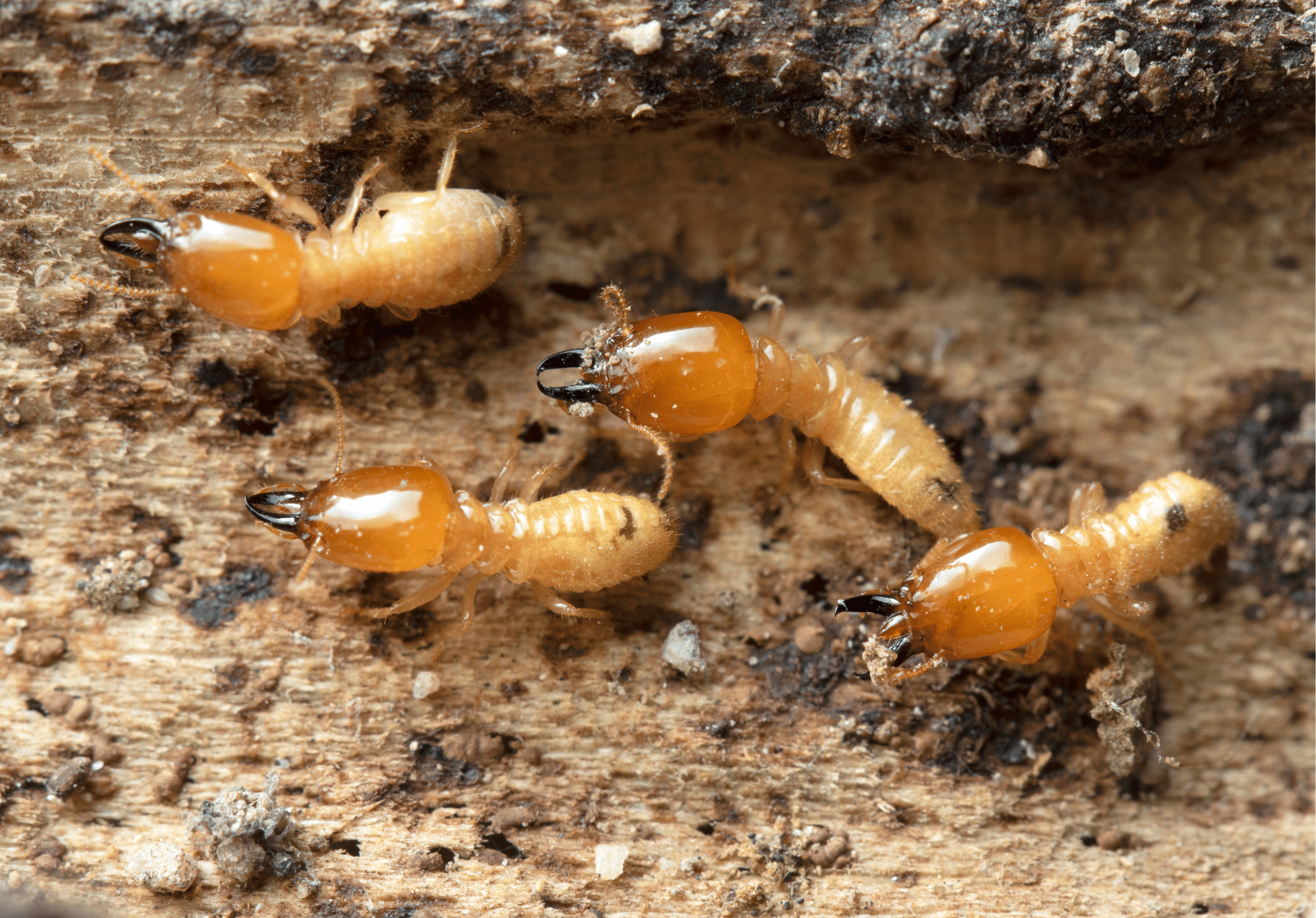 Four termite soldiers with orange heads and cream-colored bodies on sandy soil