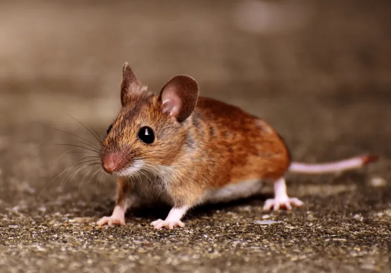 Rodent control starts with identifying the pest, shown here as a small brown mouse with large ears standing on sandy ground