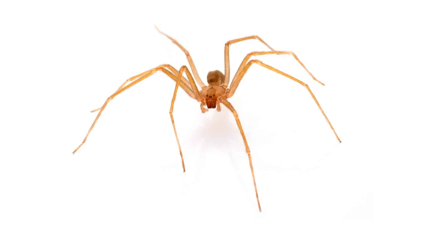 Tan and brown spider with long legs displayed against a white background