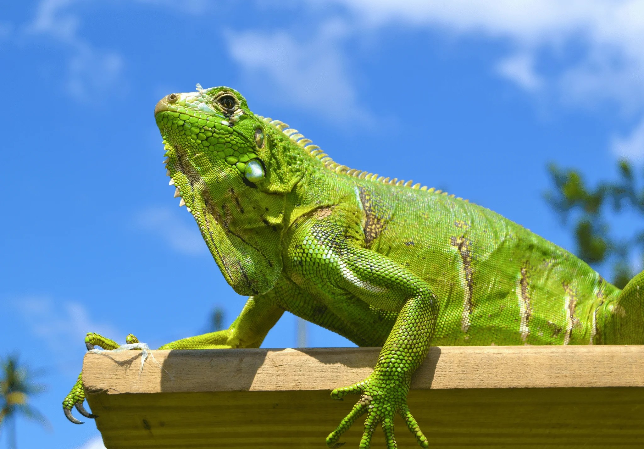 Bright green iguana resting on a wooden beam under a blue sky, a common sight behind iguana problems in Florida