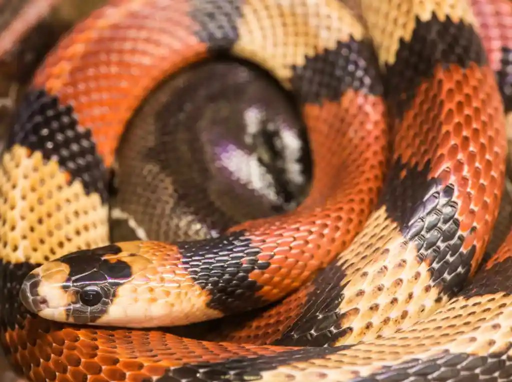 Coiled snake with red, black, and cream bands and round pupils, showing the colorful pattern of milk snakes