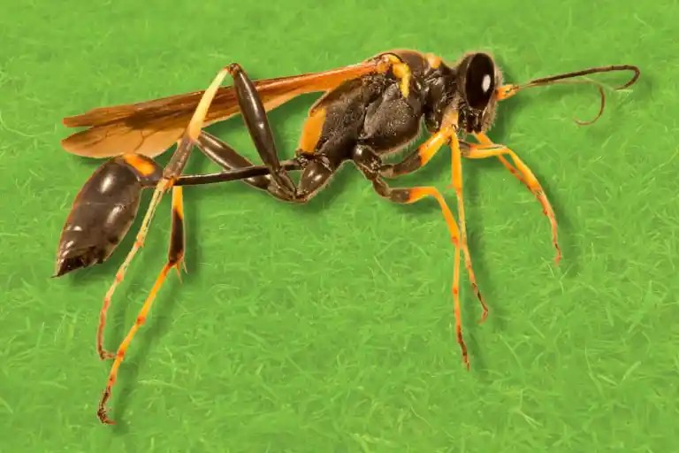 Mud dauber sting risk explained by a slender black wasp with orange legs and orange-tinted wings on a bright green background
