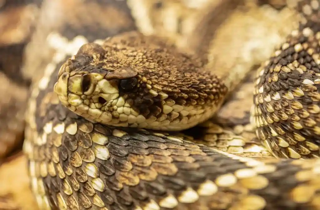 Close-up of a coiled rattlesnake head and rough scales, a look at what to expect from eastern diamondback rattlesnakes