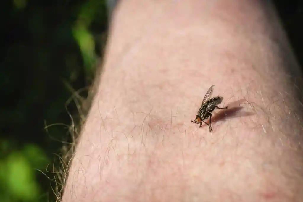 Biting fly resting on a person's arm before a fly bite occurs