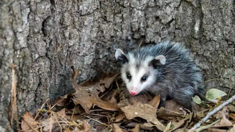Young opossum with gray fur and a white face standing on dry leaves beside a tree trunk, a sign of possible opossum poop nearby