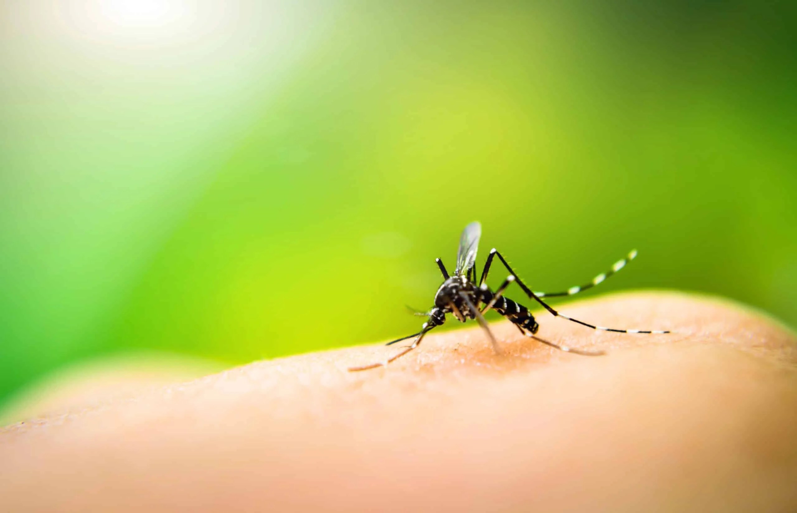 Control mosquitos in your backyard starts with spotting the pest, shown as a black and white striped mosquito feeding on skin against a green background
