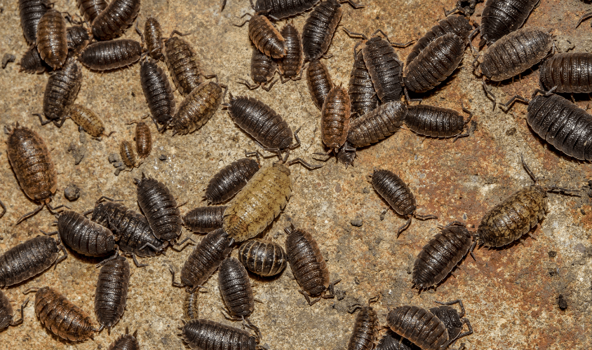 Multiple dark brown cockroaches scattered across a sandy surface