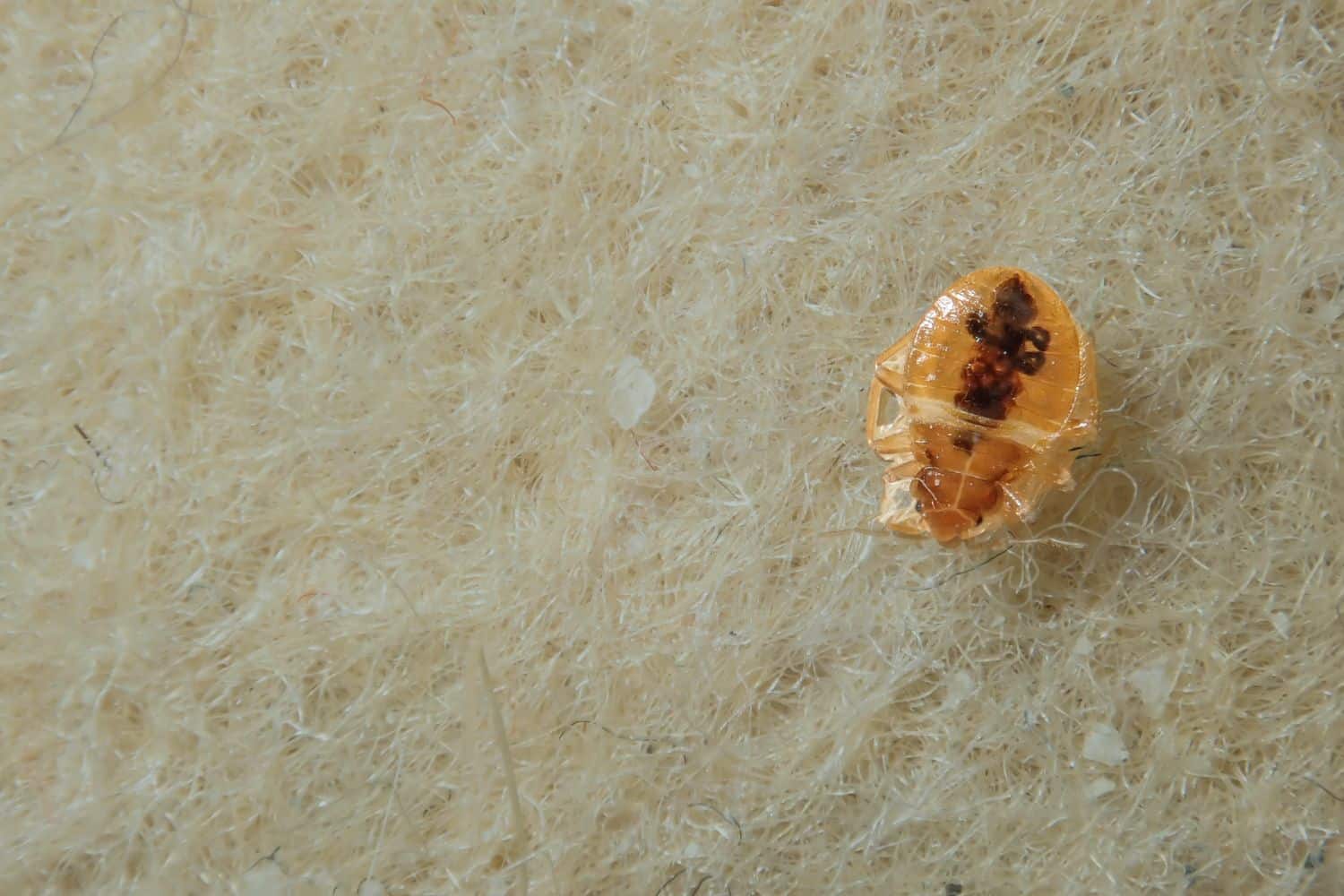 A tan-colored bed bug on a light beige fabric surface