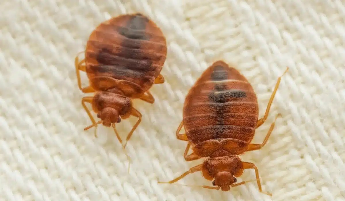 Two brown bed bugs on a white fabric surface