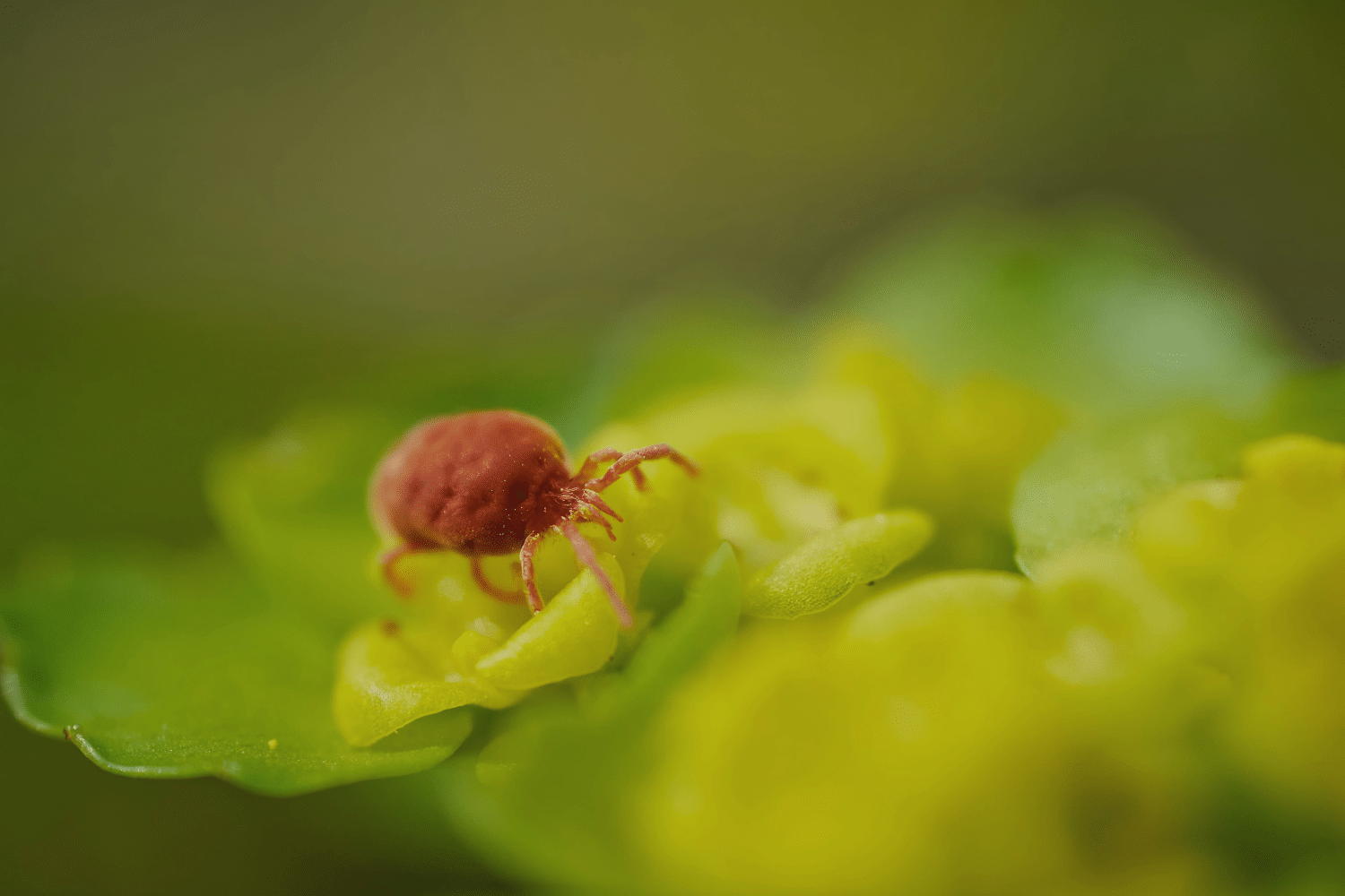 A reddish-brown mite crawls across bright yellow-green plant buds
