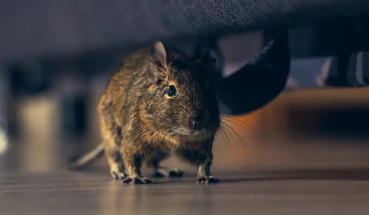 A small brown rodent stands on a dark floor near wooden furniture indoors